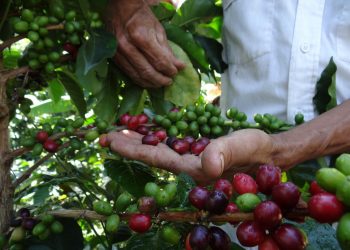  ¿El gran negocio de exportar remanentes de café? ¿Quiénes se están lucrando con el trabajo de los caficultores?