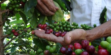 ¿El gran negocio de exportar remanentes de café? ¿Quiénes se están lucrando con el trabajo de los caficultores?