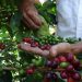 ¿El gran negocio de exportar remanentes de café? ¿Quiénes se están lucrando con el trabajo de los caficultores?