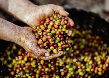  ¿El gran negocio de exportar remanentes de café? ¿Quiénes se están lucrando con el trabajo de los caficultores?