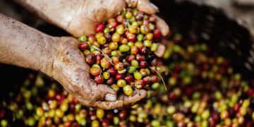  ¿El gran negocio de exportar remanentes de café? ¿Quiénes se están lucrando con el trabajo de los caficultores?