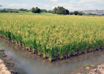 Venezuela busca sustituir las importaciones de arroz por producción nacional