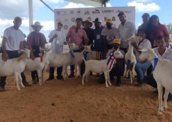 Granja Saman logra varios premios en Expoferia Ovina-caprina Miranda 2022