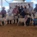 Granja Saman logra varios premios en Expoferia Ovina-caprina Miranda 2022