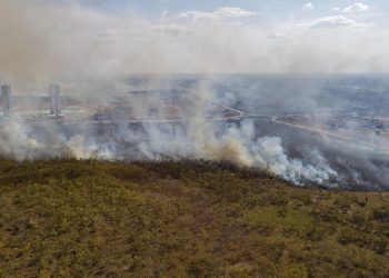 Brasil lideró la pérdida de bosques tropicales primarios en el mundo en 2021