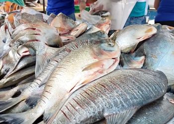 Vendedores de pescado temen pérdidas económicas ante los continuos cortes eléctricos