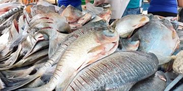 Vendedores de pescado temen pérdidas económicas ante los continuos cortes eléctricos