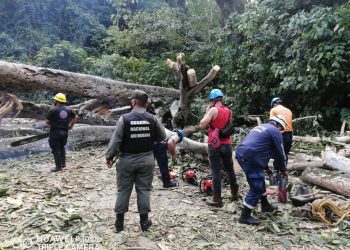 PC quita árbol que obstaculiza la vía en el sector Santa Elena en Flor de Patria