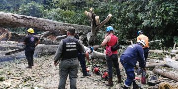 PC quita árbol que obstaculiza la vía en el sector Santa Elena en Flor de Patria
