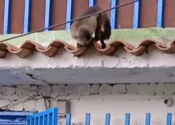 Mono altera la tranquilidad de los vecinos de Los Chorros