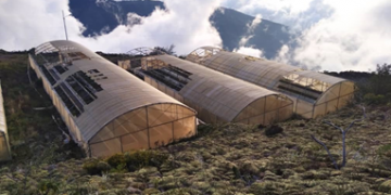 Ministro Castro Soteldo ¿No existen registros actuales de producción de semillas por CONASEM?… La razón: ¡Usted eliminó el Plan Nacional de Semilla de papa!