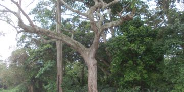 Sigue restringido paso de vehículos por vía Betijoque al Eje panamericano