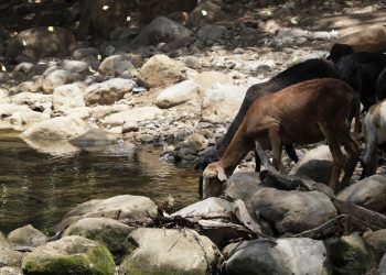 En La Guajira colombiana sí se habla de Bruno, el arroyo amenazado por una minera