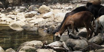 En La Guajira colombiana sí se habla de Bruno, el arroyo amenazado por una minera