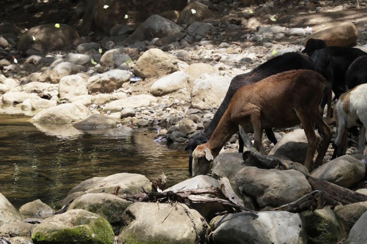 Fotografía fechada el 15 de mayo de 2022 que muestra un grupo de cabras mientras caminan en el arroyo Bruno en zona rural de Albania (Colombia). EFE/ Carlos Ortega