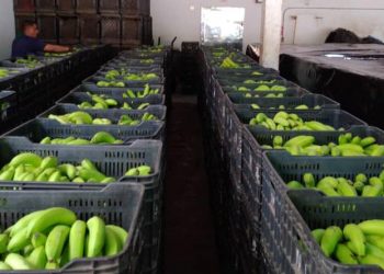 Asamblea de Bananeros de la Ceiba acordó incrementar costo de las bananas 