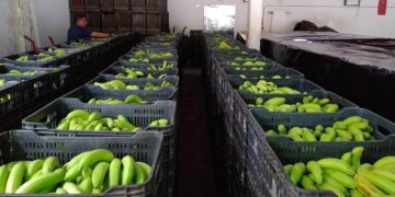 Asamblea de Bananeros de la Ceiba acordó incrementar costo de las bananas 