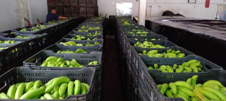 La crisis obliga a los productores a subir el costo de la  cesta de bananas.