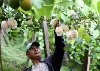En Táchira existe el cultivo de granadilla dulce más grande de Venezuela