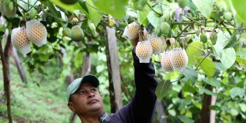 En Táchira existe el cultivo de granadilla dulce más grande de Venezuela