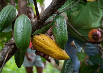 Cacaoteros venezolanos buscan elevar la producción a 60.000 toneladas en tres años