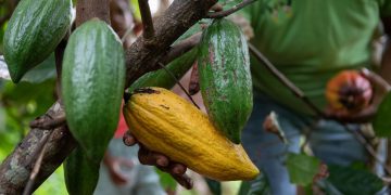 Cacaoteros venezolanos buscan elevar la producción a 60.000 toneladas en tres años