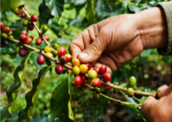 ¡Café y Circo…! Los falsos registros de producción nacional de Café | Por: Alirio Rangel Díaz