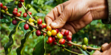 ¡Café y Circo…! Los falsos registros de producción nacional de Café | Por: Alirio Rangel Díaz