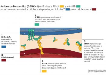 Desarrollan anticuerpo que podría tratar tumores resistentes a inmunoterapia