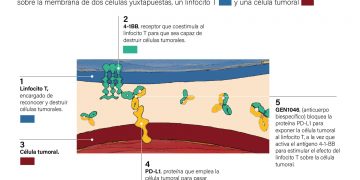Desarrollan anticuerpo que podría tratar tumores resistentes a inmunoterapia