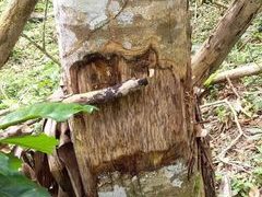 Denuncian deforestación en El Boquerón