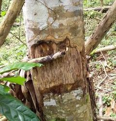 Denuncian deforestación en El Boquerón
