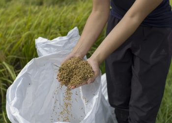 Gremio prevé que la producción de arroz en Venezuela crecerá un 66 % este año