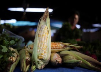 Productores de maíz en Venezuela estiman que la cosecha crecerá un 17 % en 2022