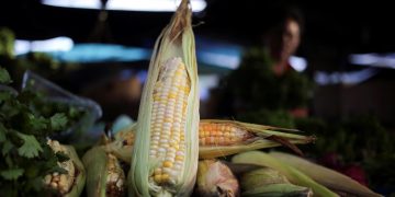 Productores de maíz en Venezuela estiman que la cosecha crecerá un 17 % en 2022