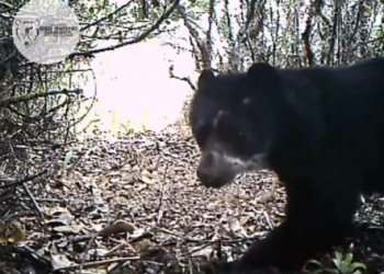 En Trujillo se registra nacimiento de un Oso Frontino