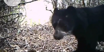 En Trujillo se registra nacimiento de un Oso Frontino