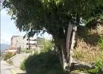 A punto de caer otro árbol y parte de un muro a unos 200 metros de la sede de PC- Mérida