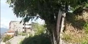 A punto de caer otro árbol y parte de un muro a unos 200 metros de la sede de PC- Mérida