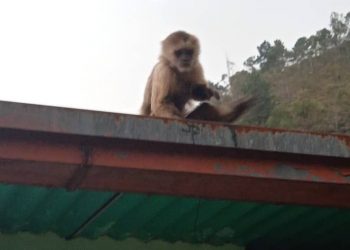 Como mono por su casa se encuentra monito del zoológico Chorros de Milla entre patios de vecinos