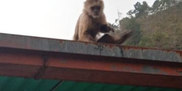 Como mono por su casa se encuentra monito del zoológico Chorros de Milla entre patios de vecinos
