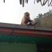 Como mono por su casa se encuentra monito del zoológico Chorros de Milla entre patios de vecinos
