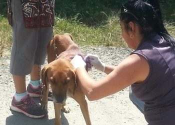 En Boconó realizan campaña para sanación de perros callejeros