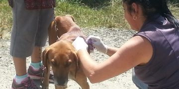 En Boconó realizan campaña para sanación de perros callejeros