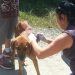 En Boconó realizan campaña para sanación de perros callejeros