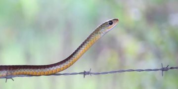 Sigue reproducción de culebras macaurel en Guaramacal y Vega de Guaramacal