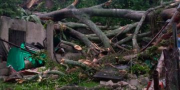 Cuatro familias afectadas por caída de ábol en San Pablo