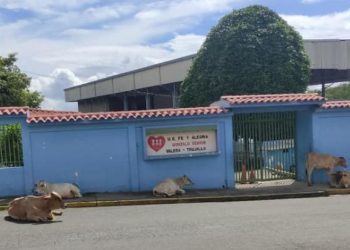 Denuncian presencia de ganado suelto frente al Colegio Fe y Alegría en el sector Las Lomas