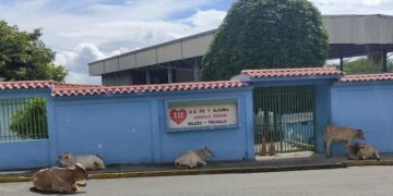 Denuncian presencia de ganado suelto frente al Colegio Fe y Alegría en el sector Las Lomas