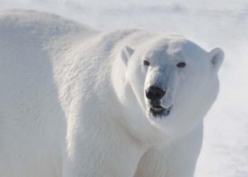 La historia evolutiva del oso pardo y del polar, tan compleja como la humana